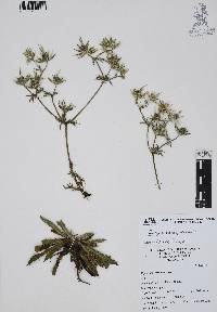 Eryngium heterophyllum image