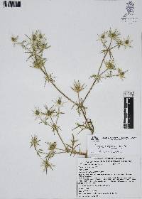 Eryngium heterophyllum image