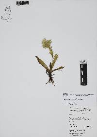 Eryngium heterophyllum image