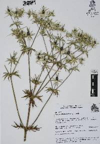 Eryngium heterophyllum image