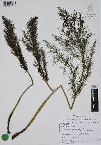 Foeniculum vulgare image