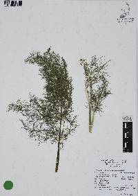 Foeniculum vulgare image