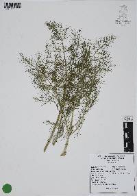 Foeniculum vulgare image