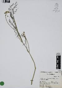 Foeniculum vulgare image