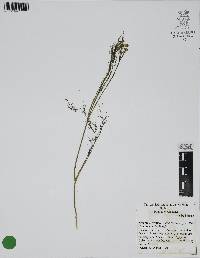 Foeniculum vulgare image