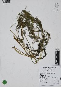 Foeniculum vulgare image