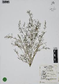 Foeniculum vulgare image