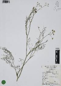 Foeniculum vulgare image