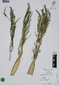 Foeniculum vulgare image