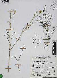 Foeniculum vulgare image