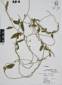 Funastrum clausum image