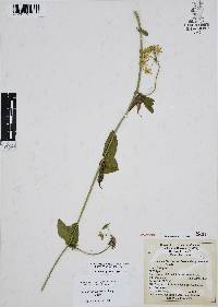 Funastrum clausum image