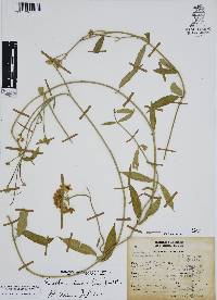 Funastrum clausum image