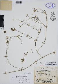 Funastrum cynanchoides image