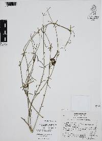 Funastrum cynanchoides image