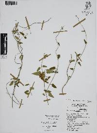 Funastrum elegans image