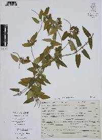 Funastrum elegans image