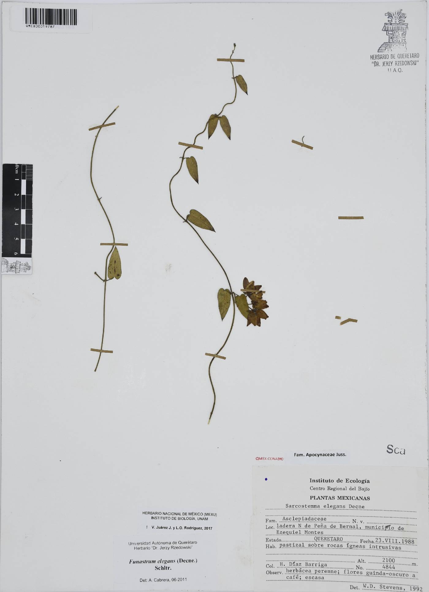 Funastrum elegans image