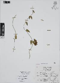 Funastrum elegans image