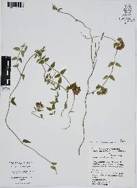 Funastrum elegans image