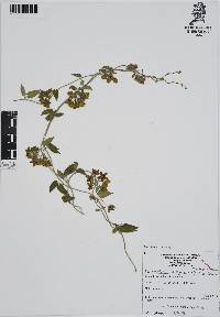 Funastrum elegans image