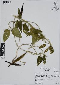 Funastrum elegans image