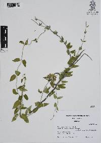 Funastrum elegans image