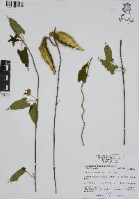 Funastrum elegans image