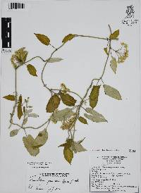 Funastrum elegans image