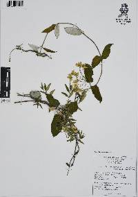 Funastrum pannosum image