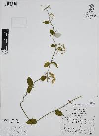 Funastrum pannosum image