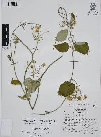 Funastrum pannosum image