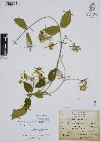 Funastrum pannosum image