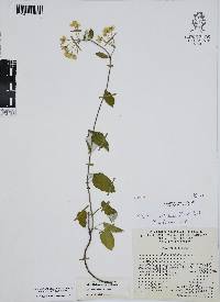 Funastrum pannosum image