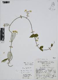 Funastrum pannosum image