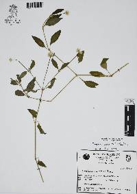 Gomphrena pilosa image
