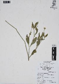 Gomphrena pilosa image