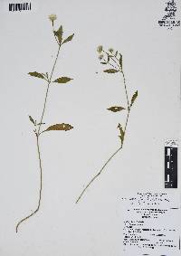 Gomphrena pilosa image