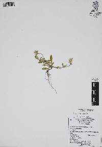 Gomphrena serrata image