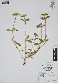 Gomphrena serrata image