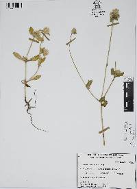 Gomphrena serrata image