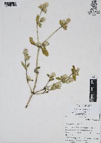 Gomphrena serrata image