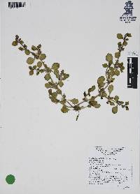 Gomphrena serrata image