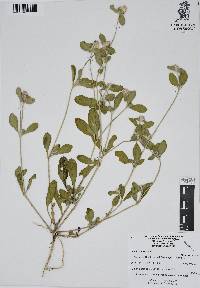 Gomphrena serrata image