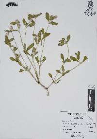 Gomphrena serrata image