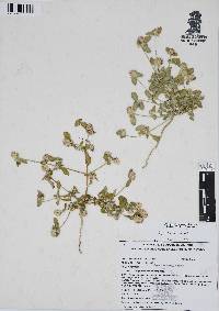Gomphrena serrata image