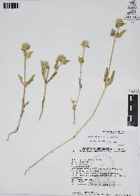 Gomphrena serrata image