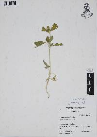 Gomphrena serrata image
