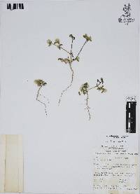 Gomphrena serrata image