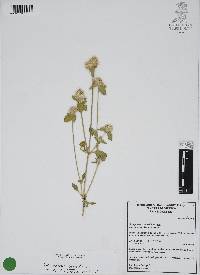Gomphrena serrata image